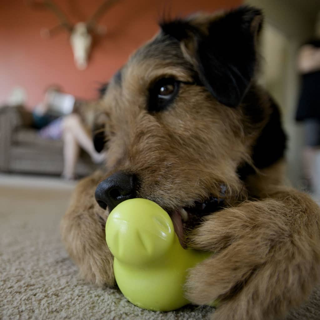 West Paw Dog Toy with Zogoflex Tux Granny Smith Green L