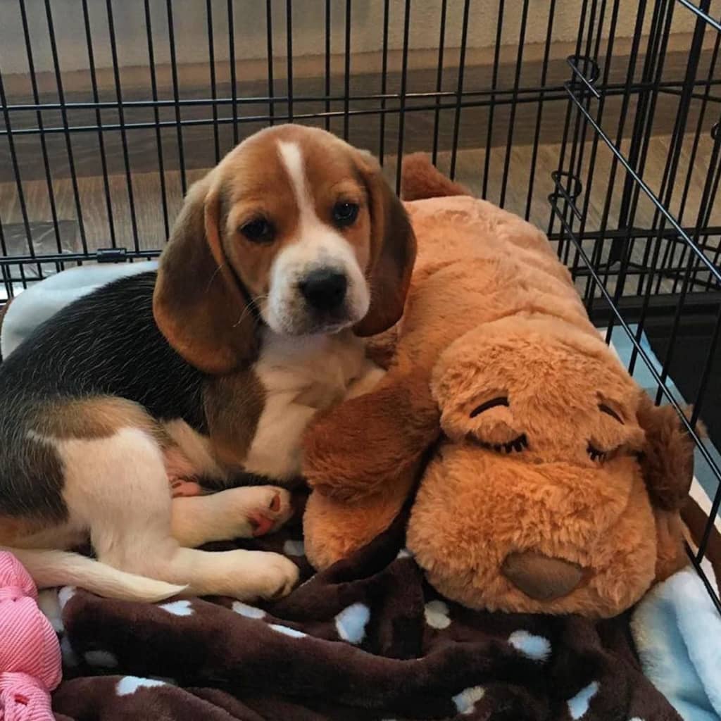 Snuggle Puppy Comfortable Beginnings New Puppy Starter Kit