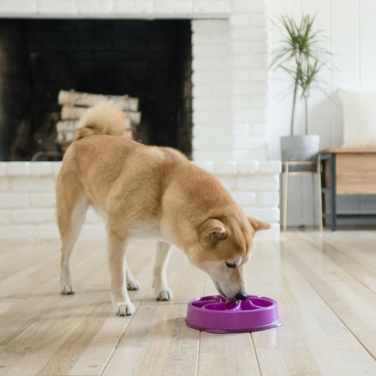 Outward Hound Mini Slow Feeder for Dogs Slo Bowl Purple