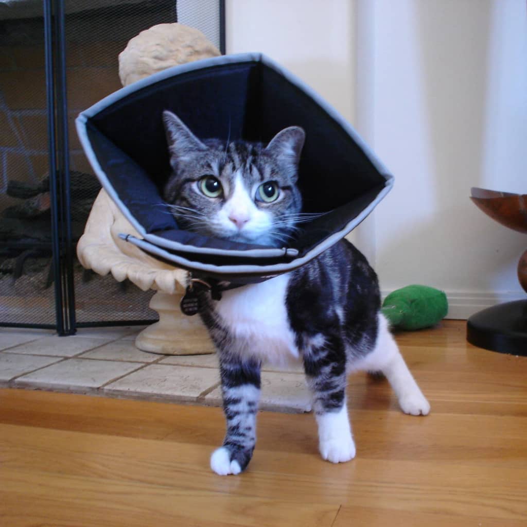 All Four Paws E-collar Comfy Cone L 25 cm Black