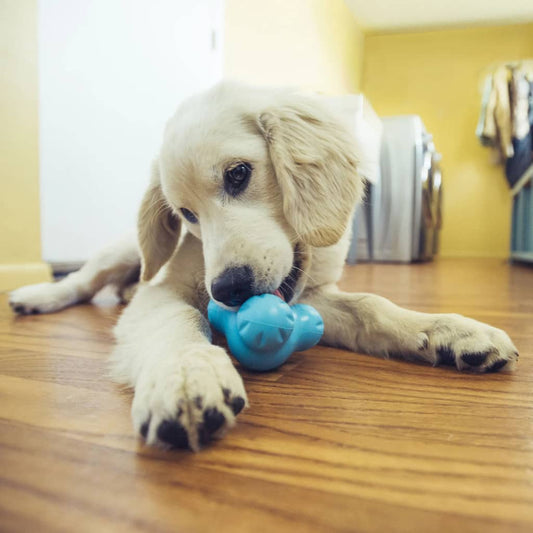 West Paw Dog Toy with Zogoflex Tux Aqua Blue L