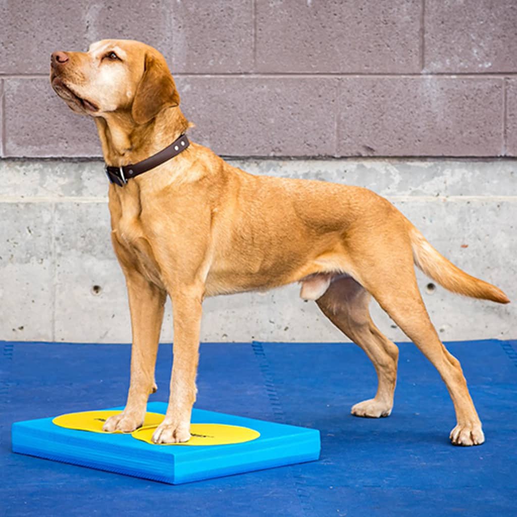 FitPAWS Pet Balance Pad 38x46x5 cm Blue
