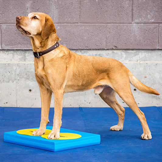 FitPAWS Pet Balance Pad 38x46x5 cm Blue