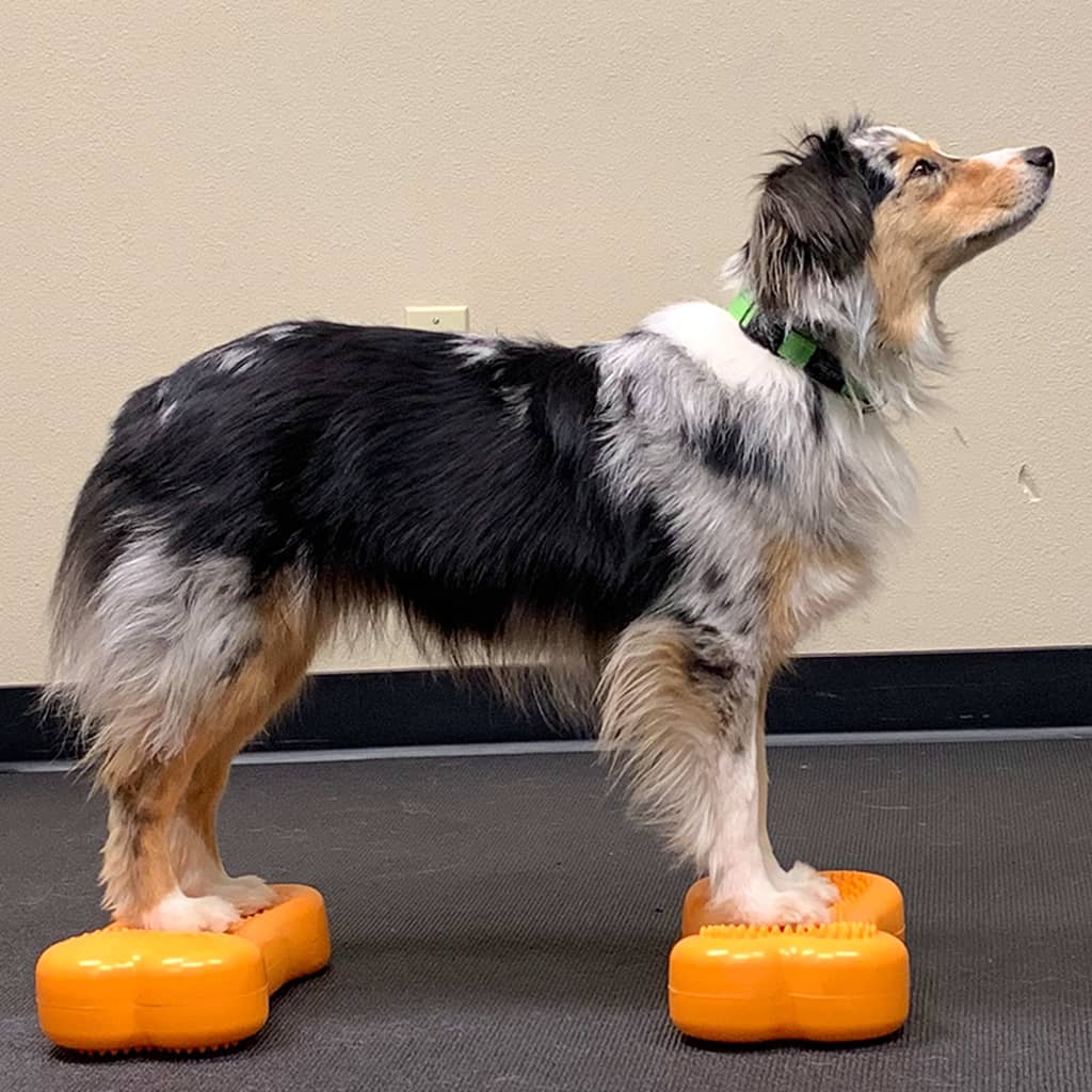 FitPAWS Pet Balance Platform Mini K9FITbone 2 pcs 29x16.5x6 cm