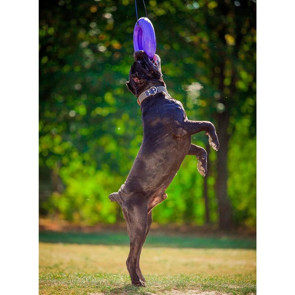 Ferplast Dog Fitness Tool Puller Maxi Purple