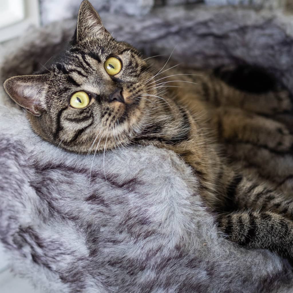 DISTRICT70 Plush Cat Bed NORDIC Silver