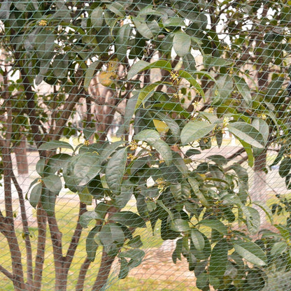 Berkfield Anti-bird Nets 2 pcs 6x6 m PE